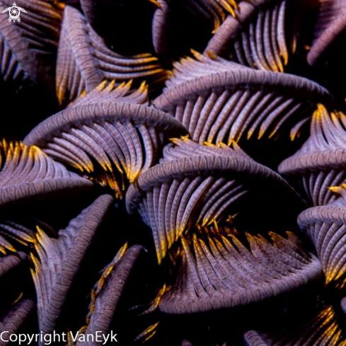 A Crinoidea | Sea lily