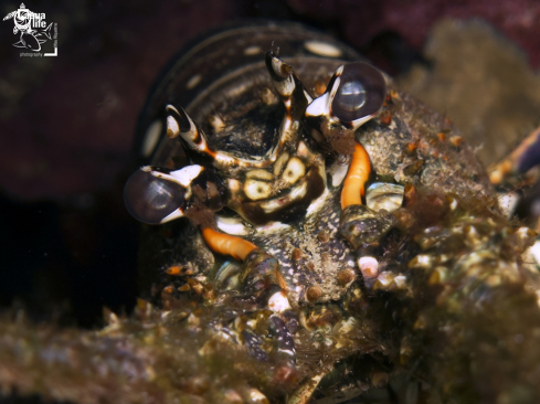 A Panulirus argus | Caribbean Spiny Lobster 