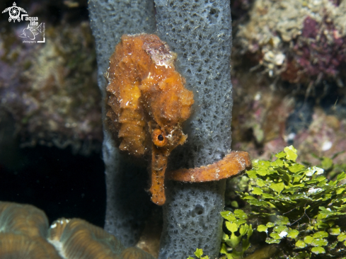 A Longsnout Seahorse