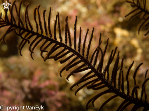 A Sea lily