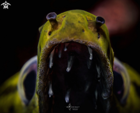 A Fimbriated moray eel 