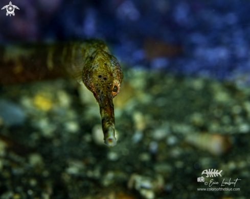 A Pipefish