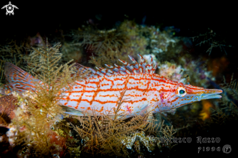 A Longnose Hawkfish