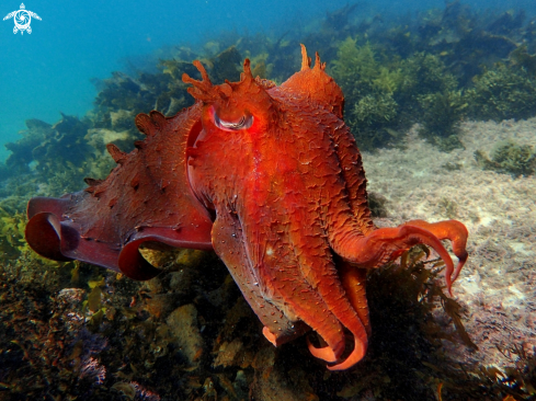 A Sepia apama | Australian giant cuttlefish