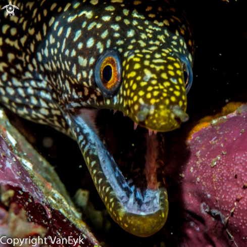 A Stout Moray