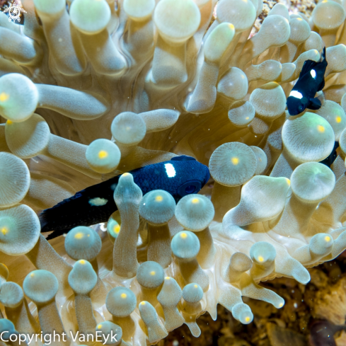 A Black And White Percula Clownfish