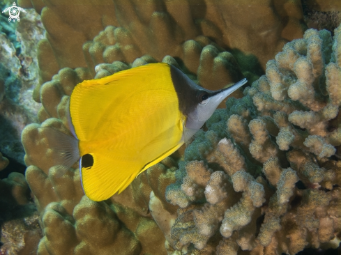 A Forcipiger flavissimus | Yellow Longnose Butterflyfish