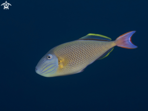 A Male Crosshatch Triggerfish