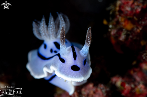 A Chromodoris willani