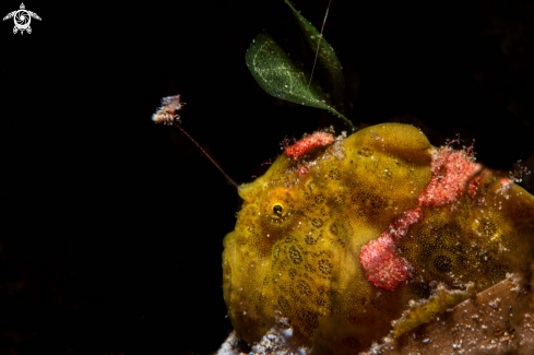 A Painted frogfish