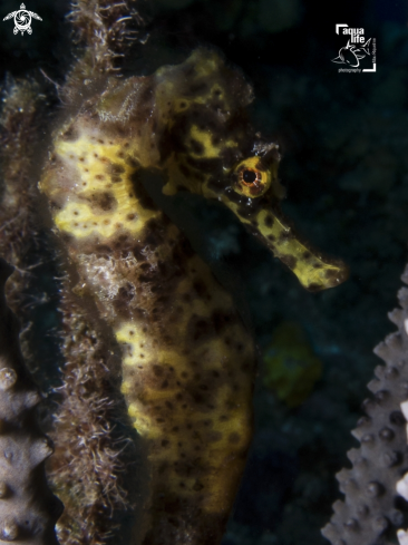 A Longsnout Seahorse