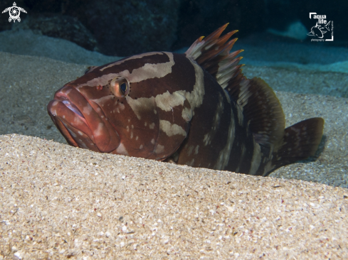 A Nassau Grouper