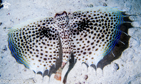 A Oriental Sea Robin 