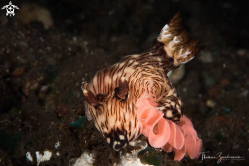 A Nudibranch 