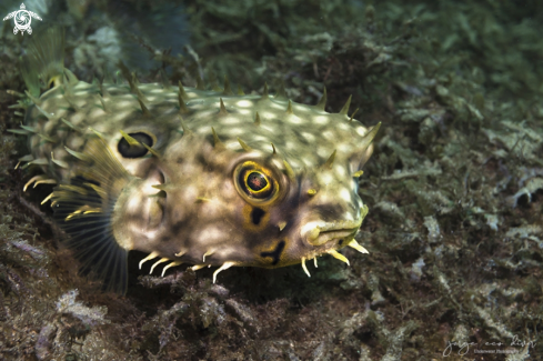 A Chilomyctereus antillarum | Web Burrfish