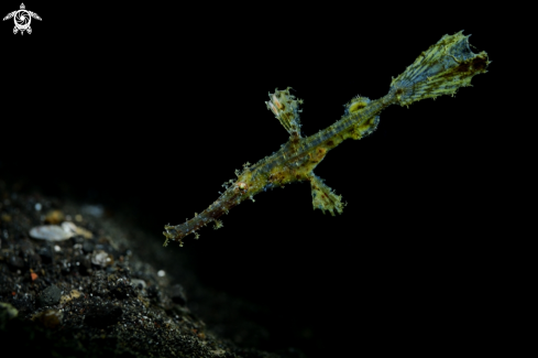 A Solenostomus cyanopterus | Robust Ghostpipefish