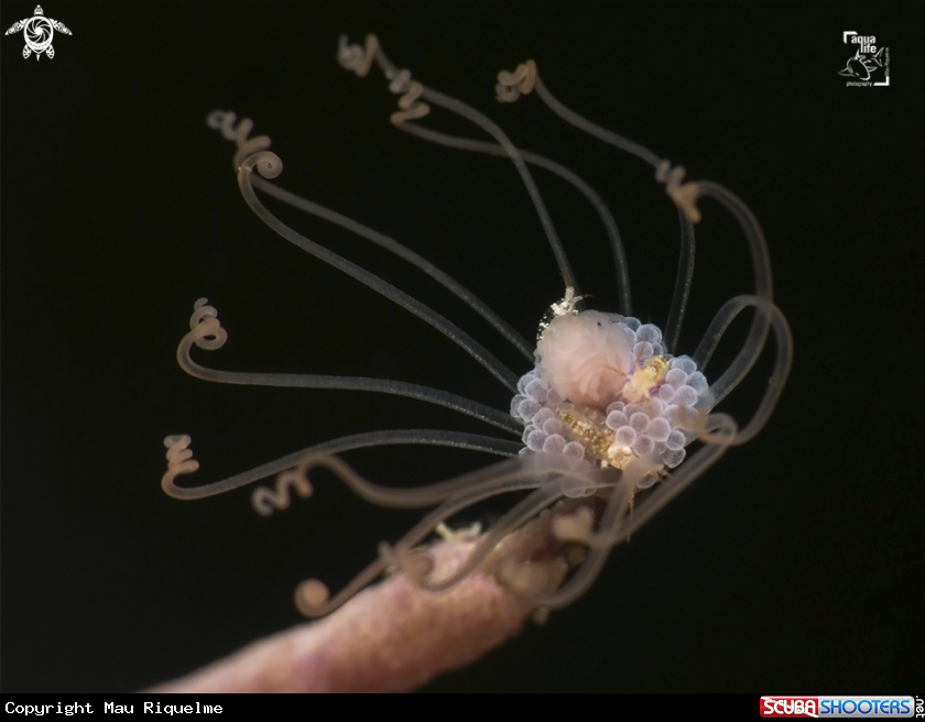 A Amphipods on Solitary Gorgonian Hydroid 