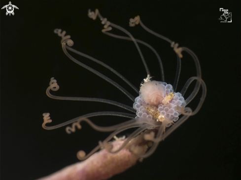 A Ralpharia gorgoniae | Amphipods on Solitary Gorgonian Hydroid 