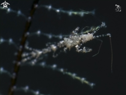 A Caprella spp. | Skeleton Shrimp