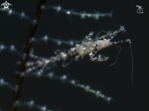 A Skeleton Shrimp