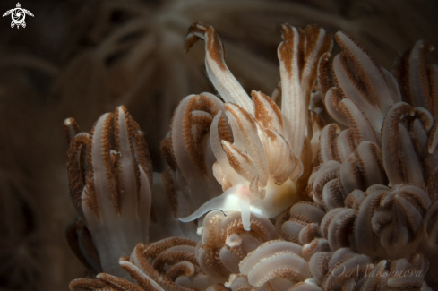 A Nudibranch Phyllodesmium jakobsenae