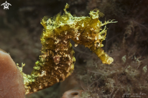 A Hipocampus erectus | Lined Seahorse