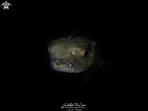 A Diodon hystrix | porcupine fish