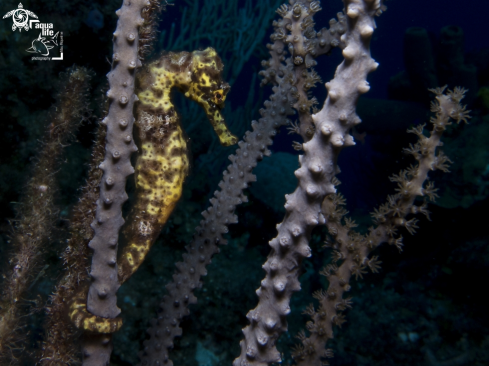 A Longsnout Seahorse