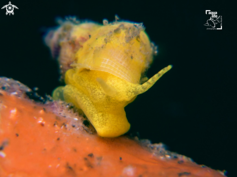 A Golden Wentletrap