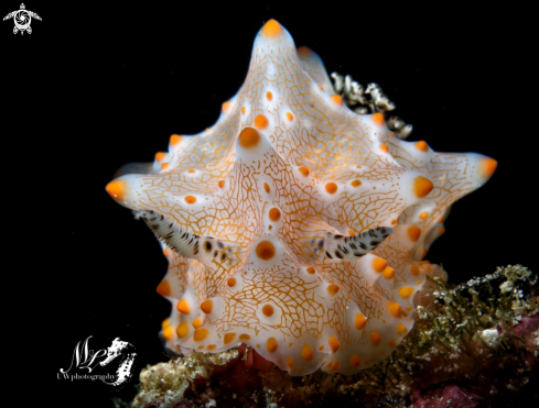 A Halgerda batangas | Halgerda Nudibranch 