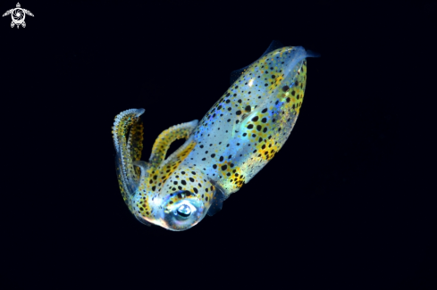 A Sepioteuthis lessoniana | Bigfin Reef Squid