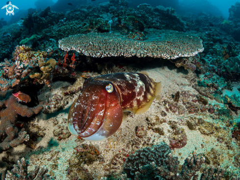 A Sepia latimanus | Reef Cuttlefish