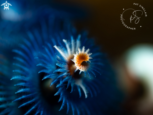 A Christmas Tree Worm