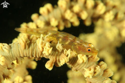 A wire coral goby