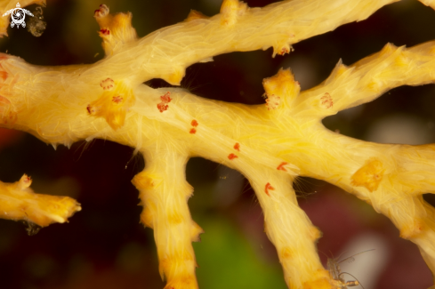 A cryptic squat lobster