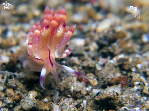 A Flabellina