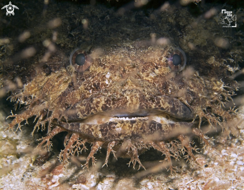 A Sanopus barbatus | Bearded Toadfish