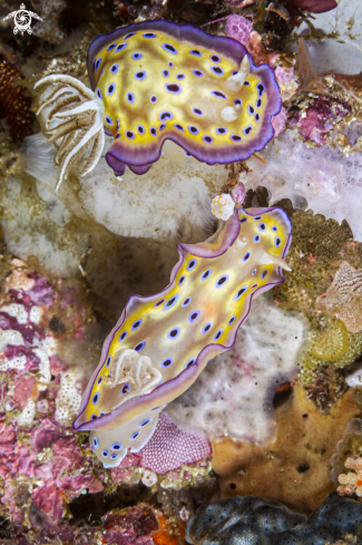 A Kunie's Chromodoris