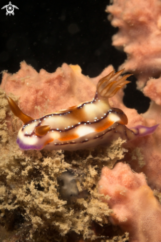 A nudibranch