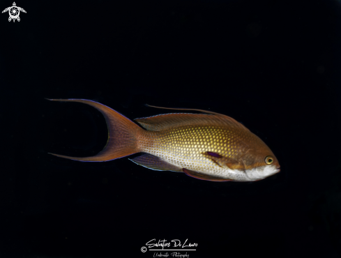 A anthias sp. | anthias