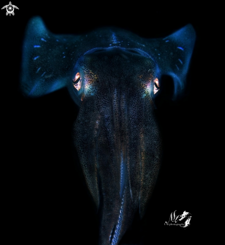 A Sepioteuthis sepioidea | Caribbean Squid 