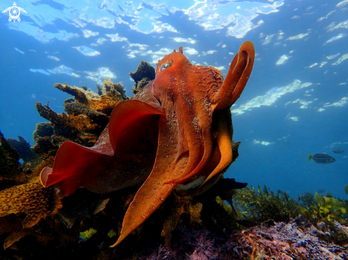 A Australian giant cuttlefish