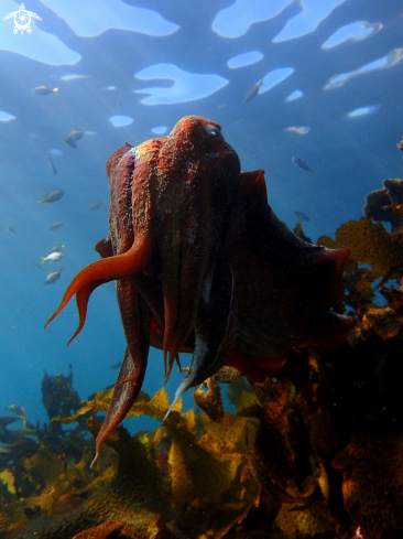 A Australian giant cuttlefish