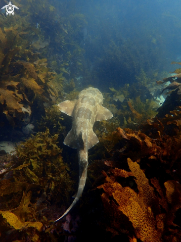 A Orectolobus maculatus | Spotted wobbegong