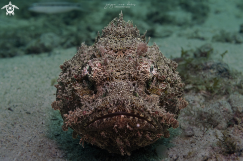 A Scorpaena plumieri | Spotted scorpionfish