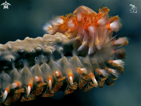 A Bearded Fireworm