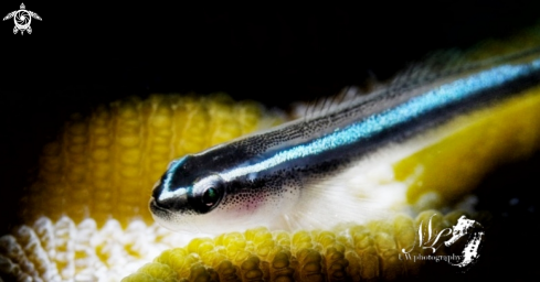 A Elactinus lobeli | Neon Goby