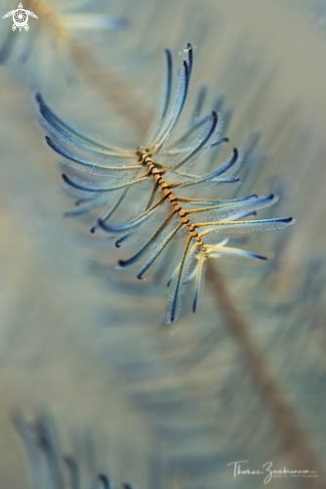 A Crinoids 