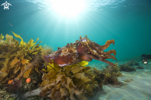 A Cuttlefish