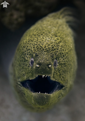 A Giant Moray Eel